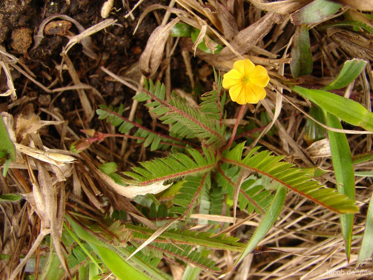 Biophytum nudum (Arn.) Wight